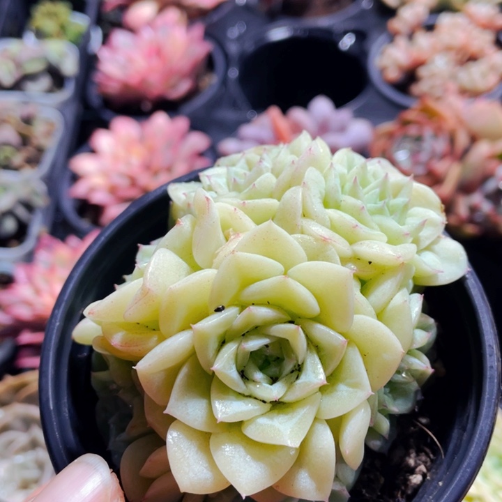 白天鹅12.8白天鹅白天鹅