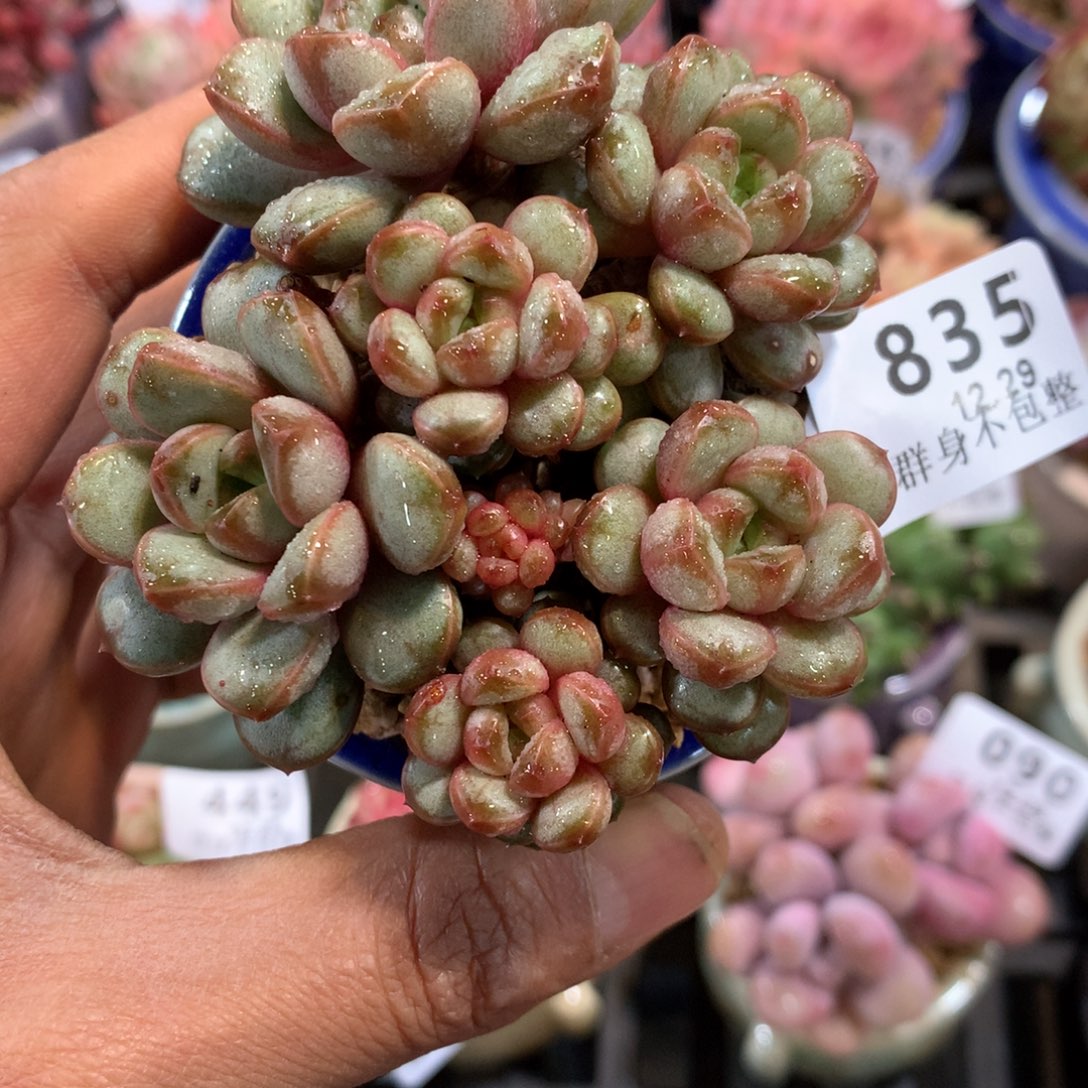 精控拇指盆12.29835