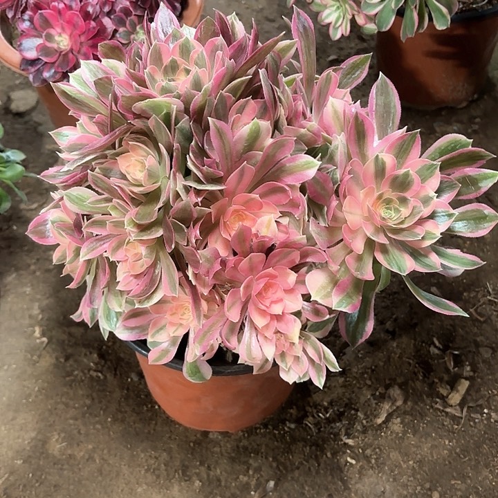 多肉植物法师女神12 