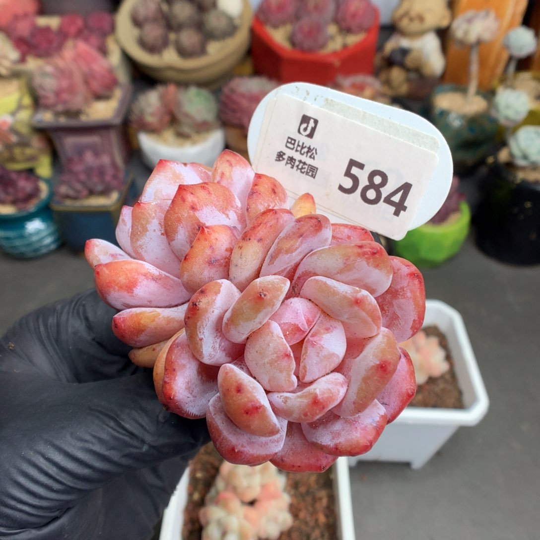 584 双头粗腿橙子多肉