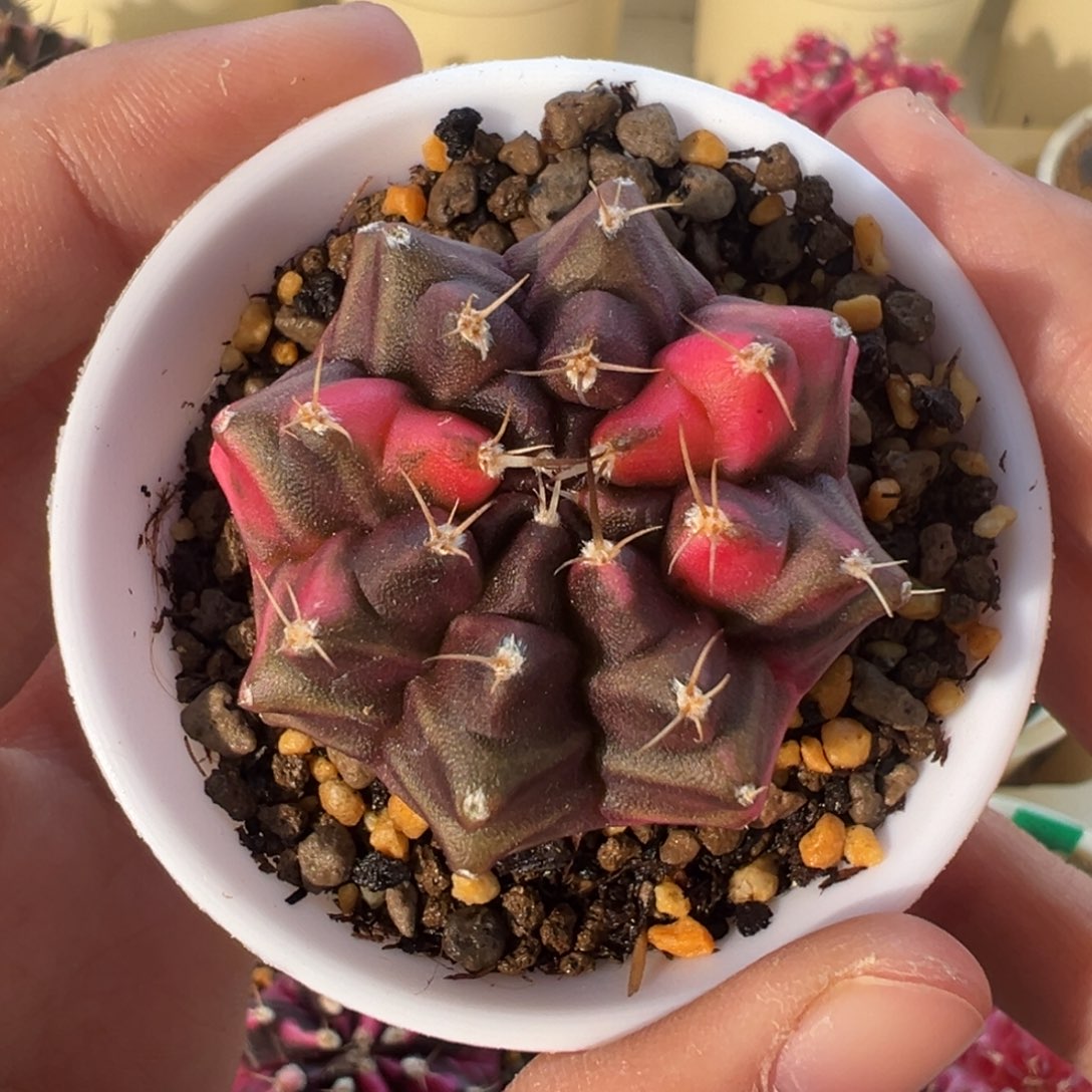 700 好看的米哈冲冲冲