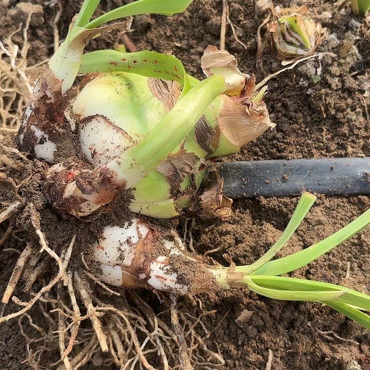 甜蜜有标包对版带侧