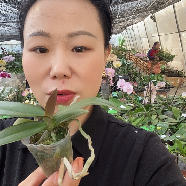 无花朵巫毒娃娃蝴蝶兰