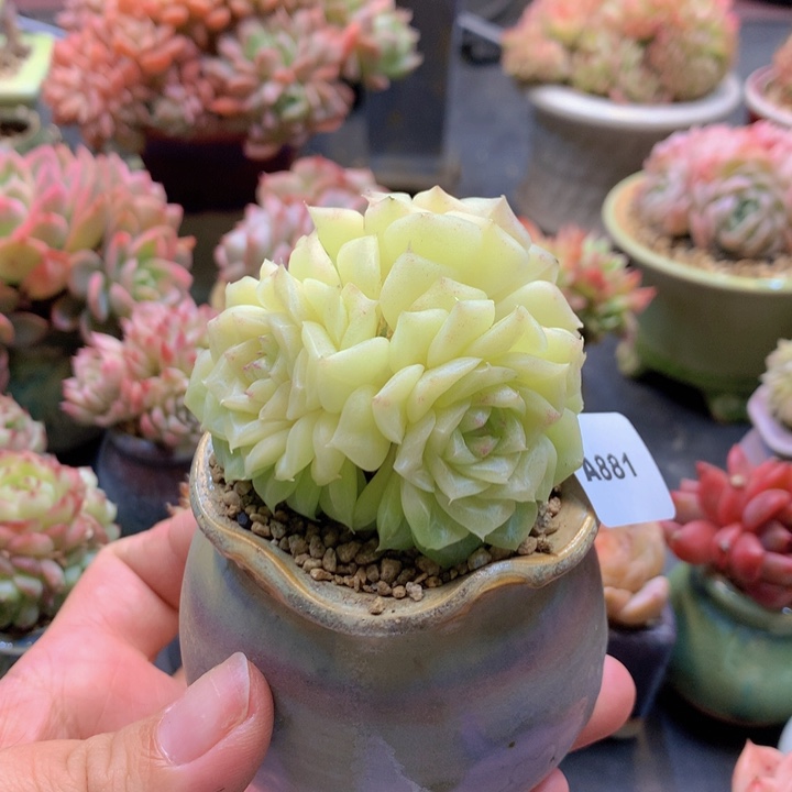 一物一拍含盆土满38包邮A881