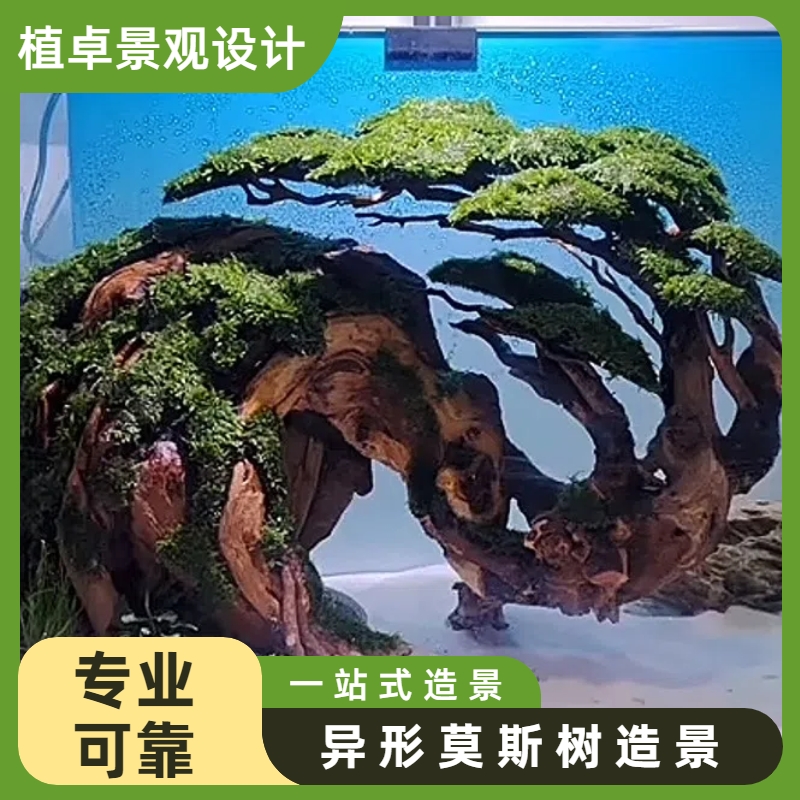 【直播专享】异形莫斯树鱼缸造景淡水增氧水族箱懒人沉木淡水植物
