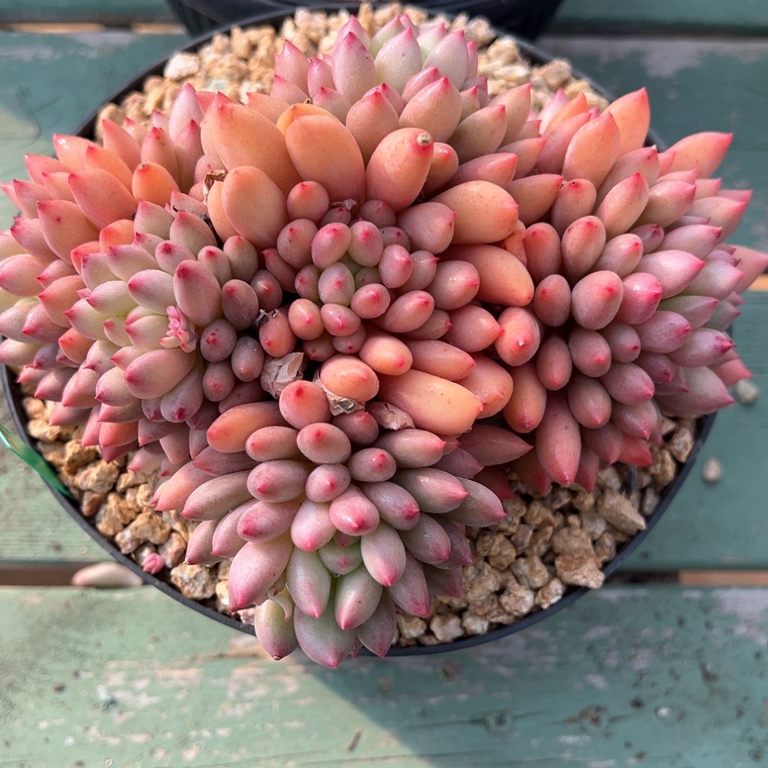 岩字老桩多肉植物