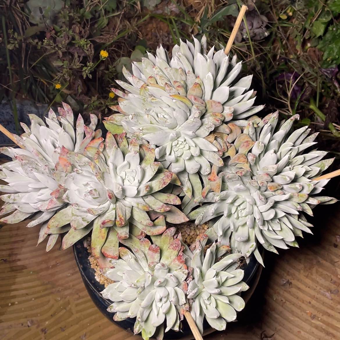 【闪购商品】25头帕翠莎