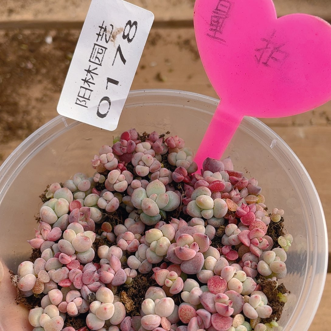 量拍多肉植物多肉植物178