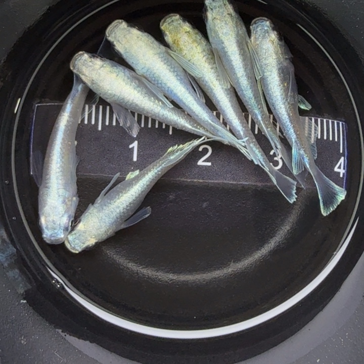 青鳉鱼短天使33号