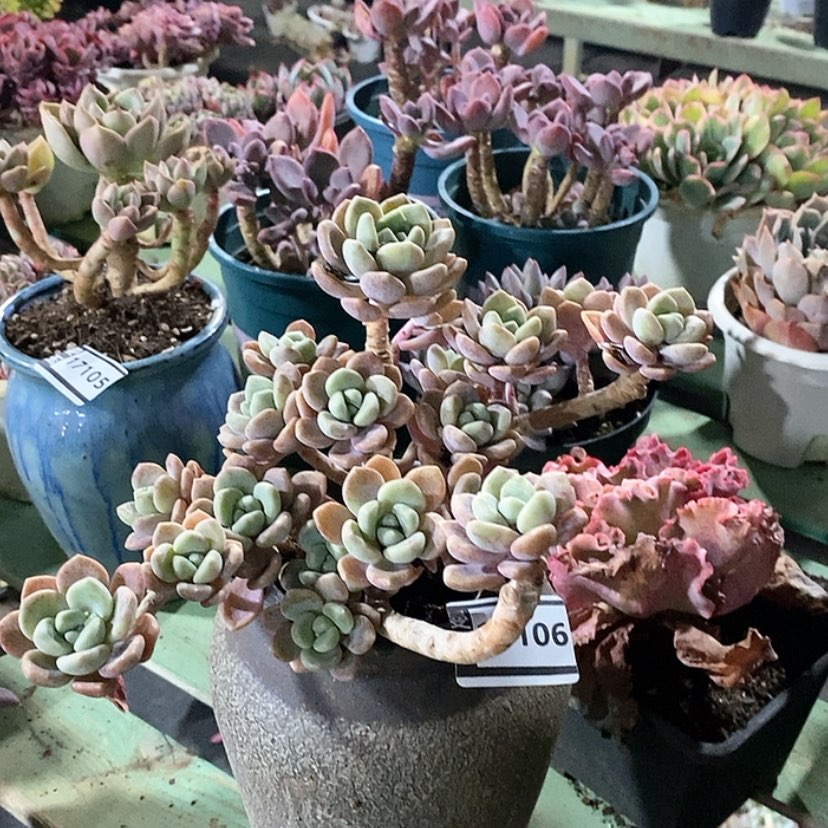 【闪购商品】克洛伊17106