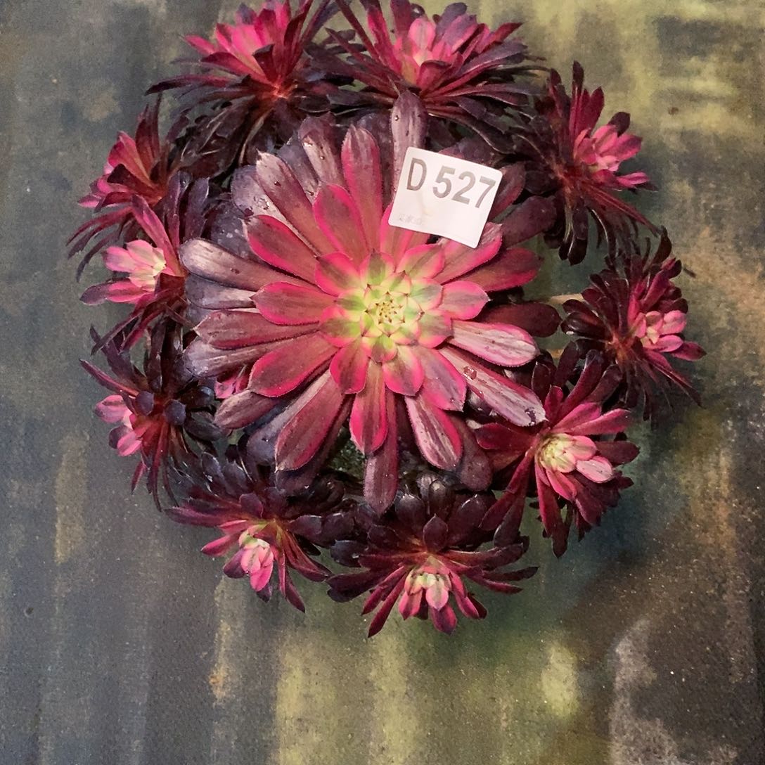 黑天鹅527多肉11111