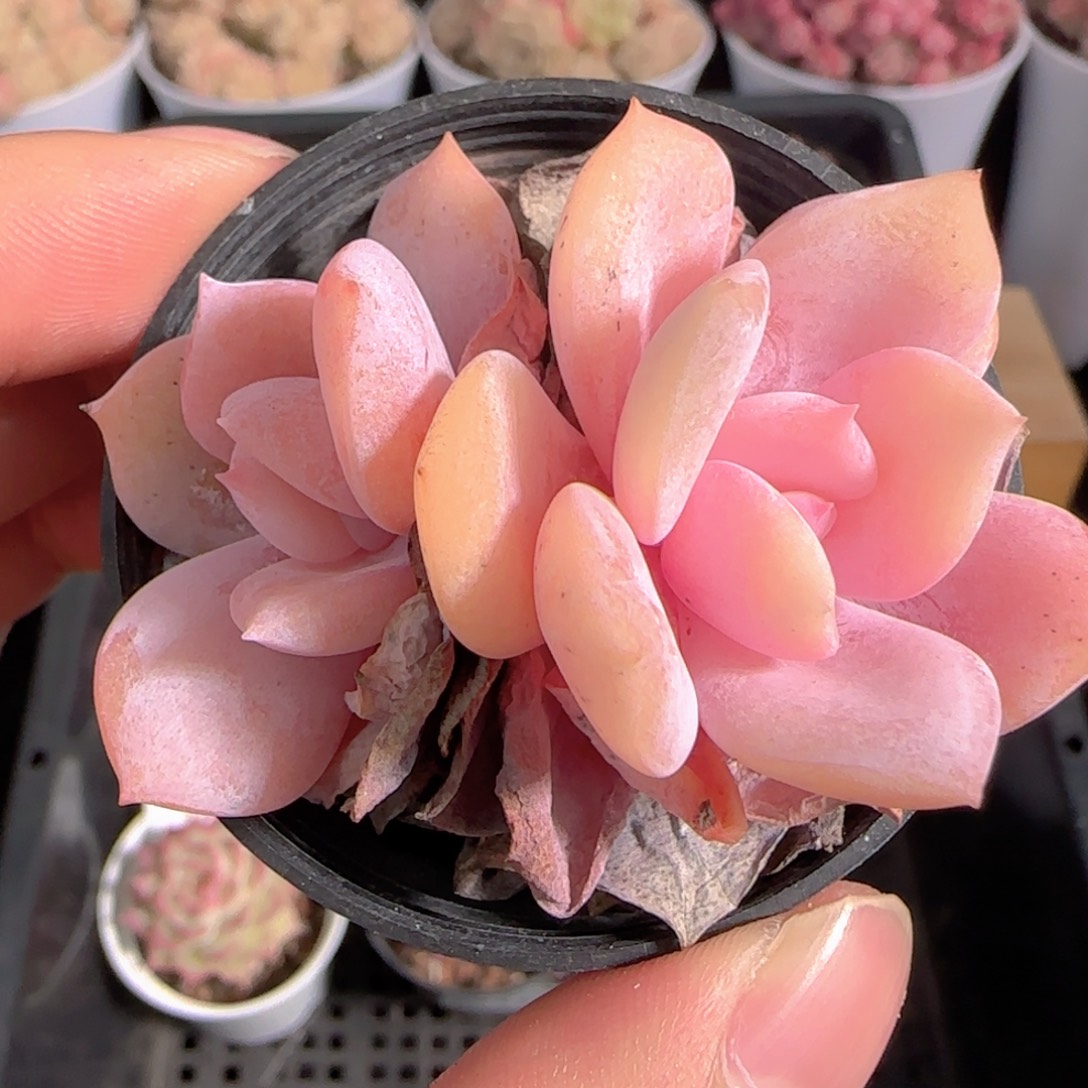 多肉1229-277福利福利