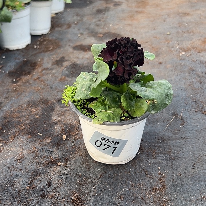 当前无花朵，栽培后可花朵71号