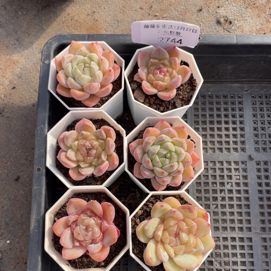 不包整散 盆子不售后2744