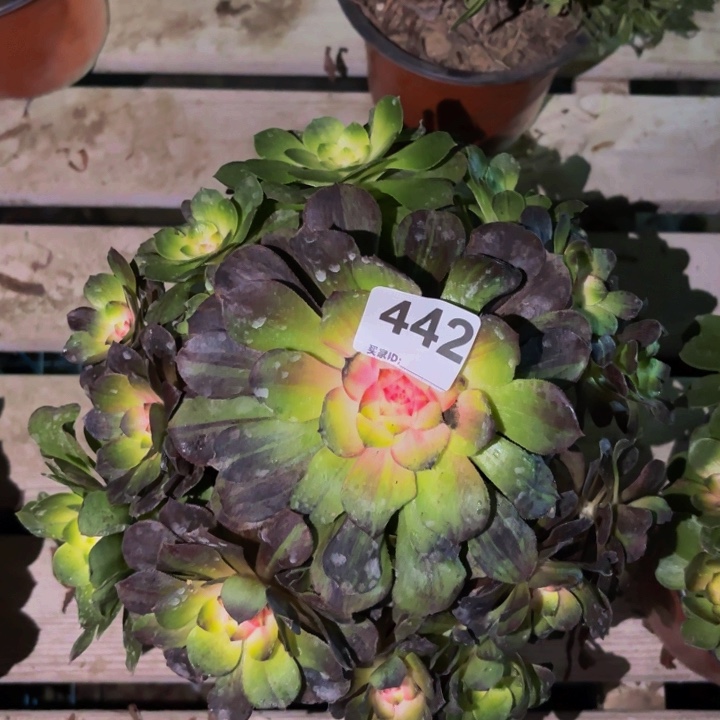 442花月夜科技锦多肉植物不售后