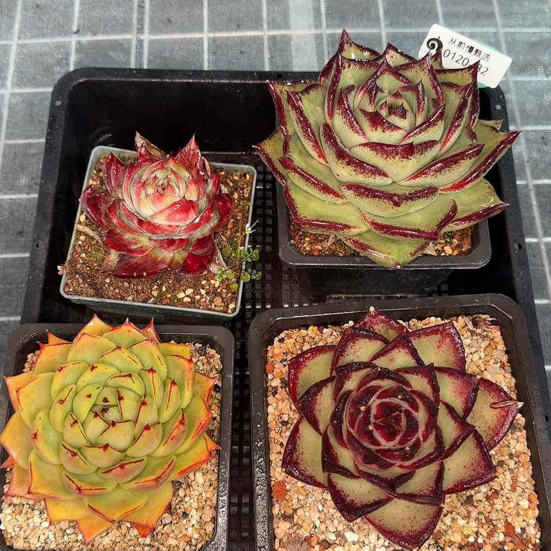 从前慢花园精选0120-82