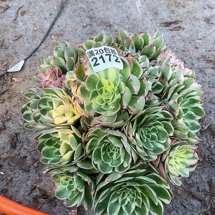 2172 一颗海王发誓