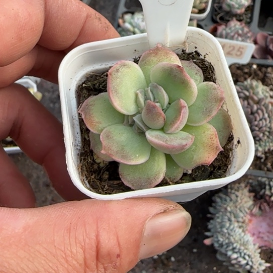 晚***鸣23虾饺多肉植物多