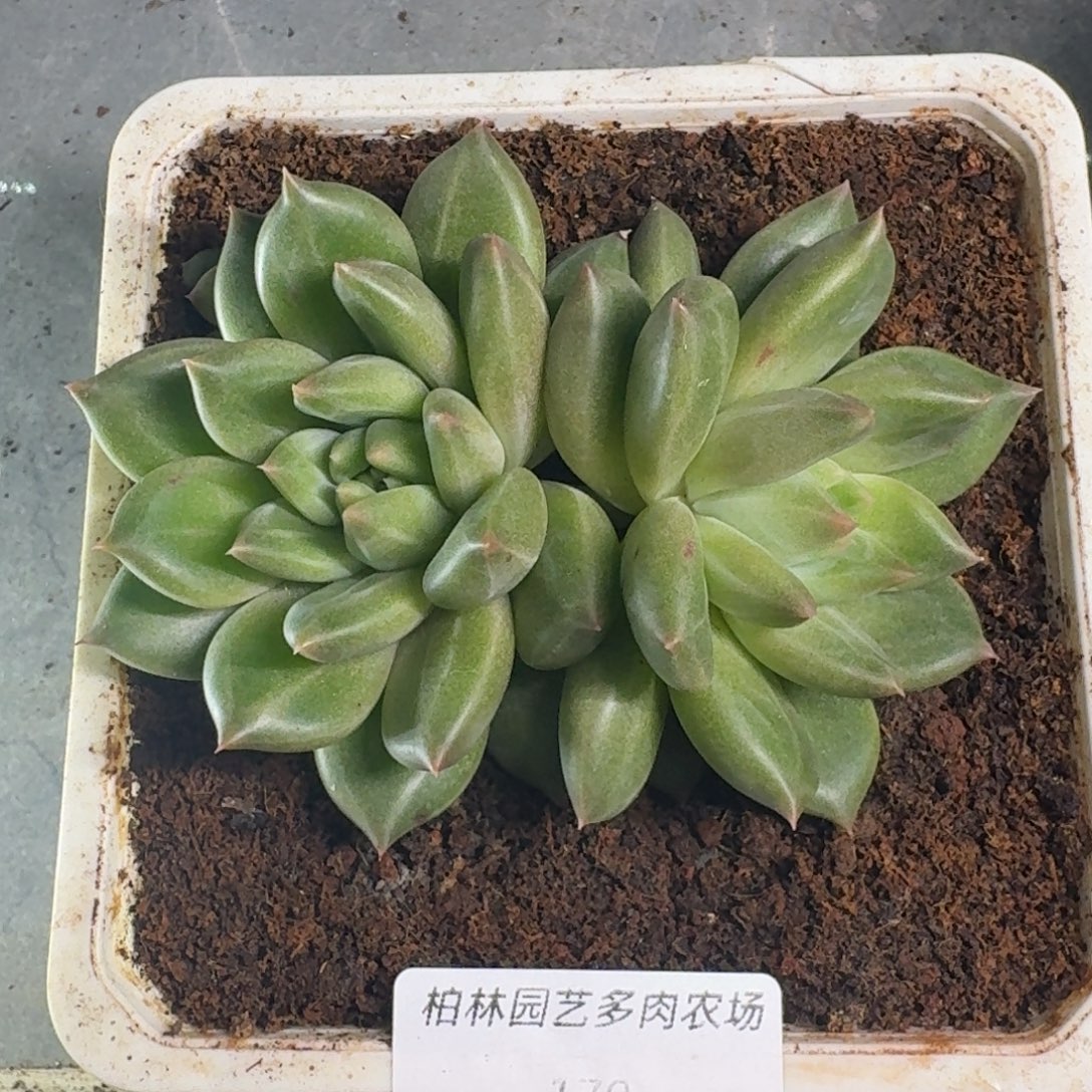 175 美人杂交 一物一拍