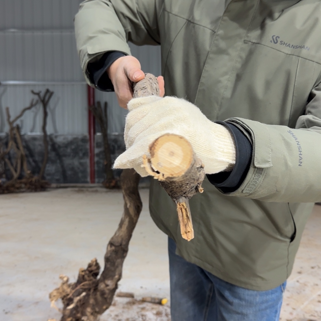 用***生无花朵果盆111111