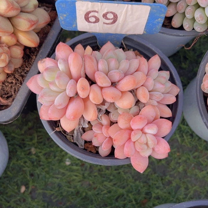 健健康康平平安安