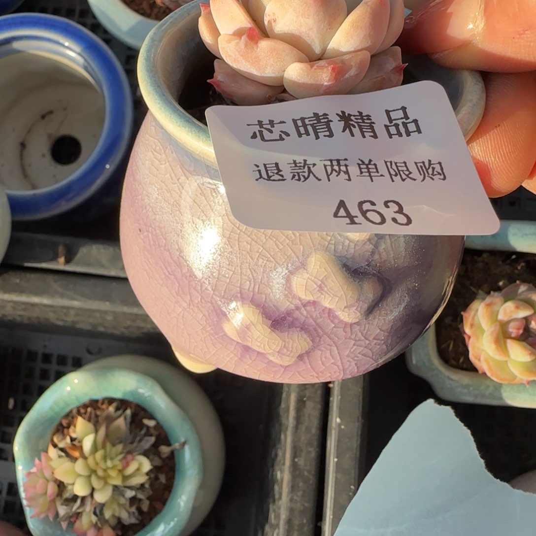 闪购精品多肉463号