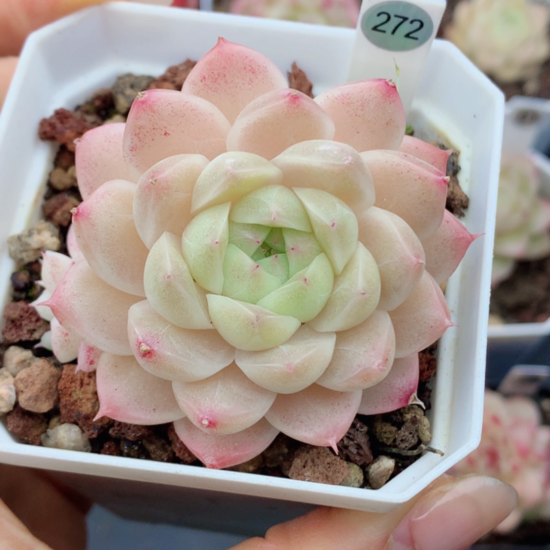 麦秆58包邮  群生不包整272