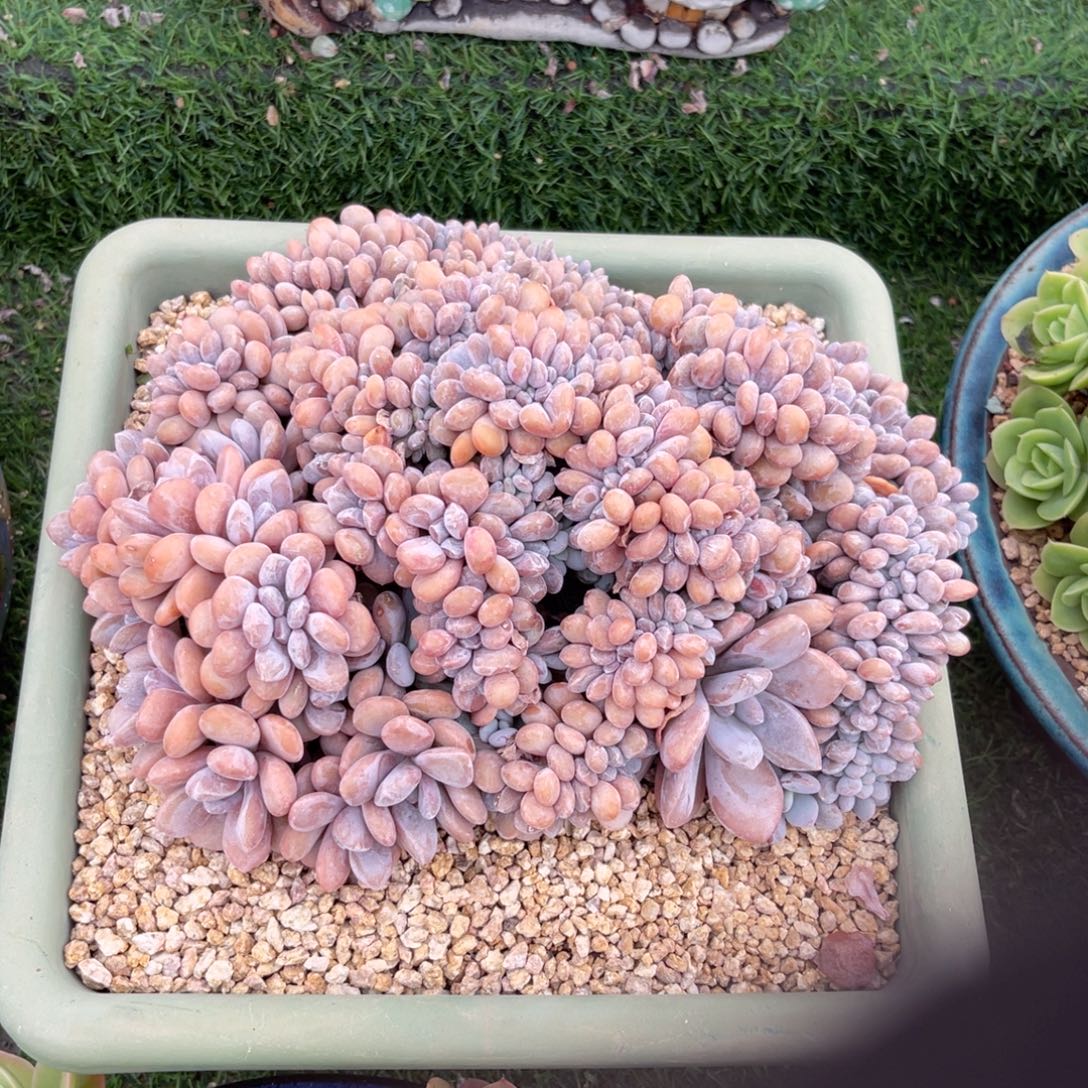 粉兔大缀一物一拍