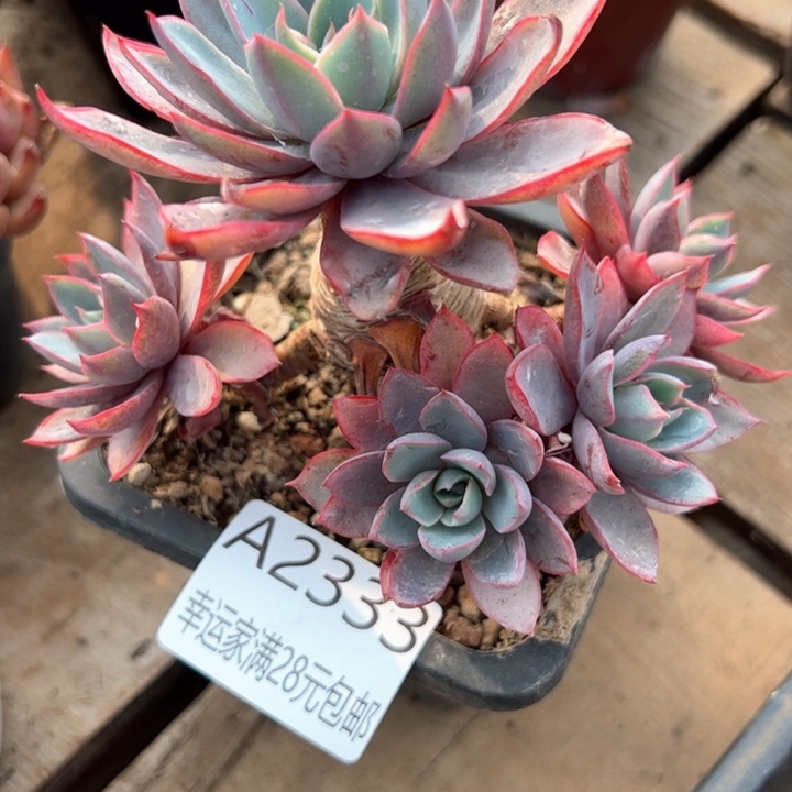 幸运的是我的朋友