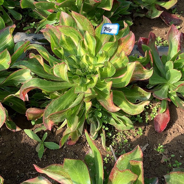 魅影中班七彩多肉740