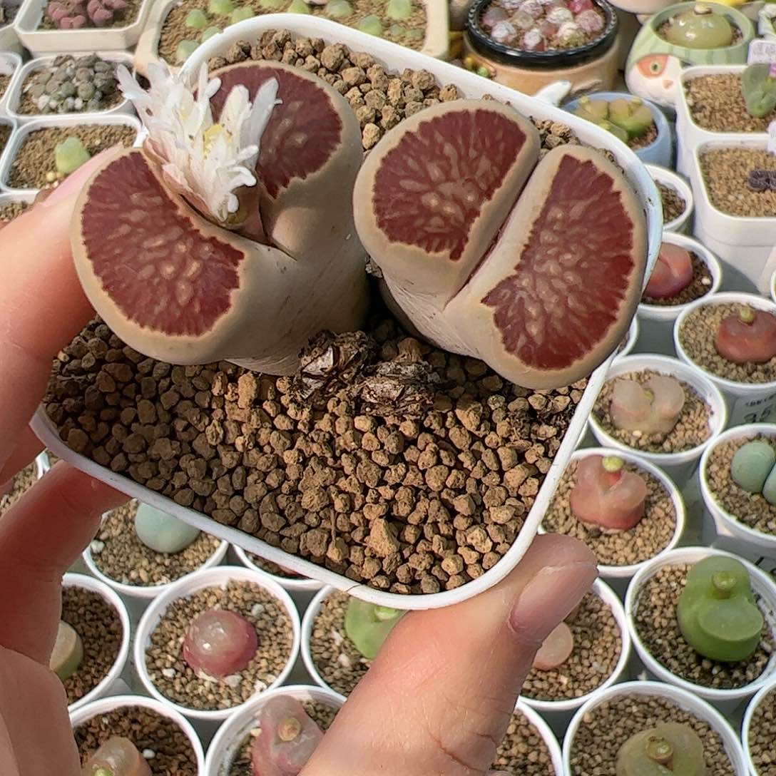 【闪购商品】386 菊