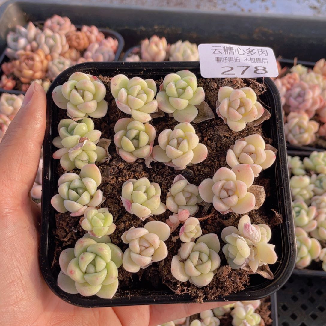 云糖心多肉植物278