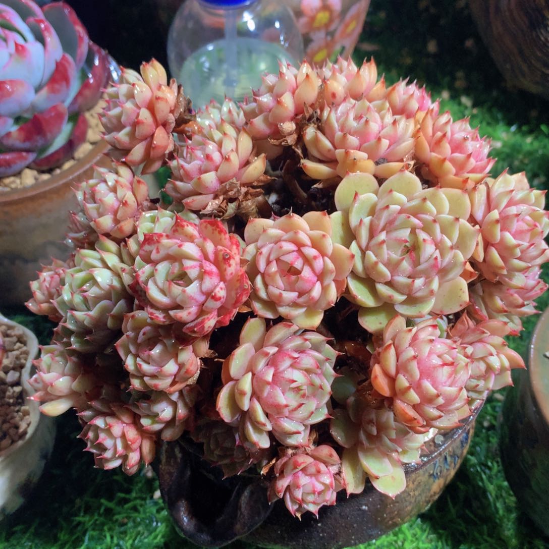苯芭15 公分一物一拍