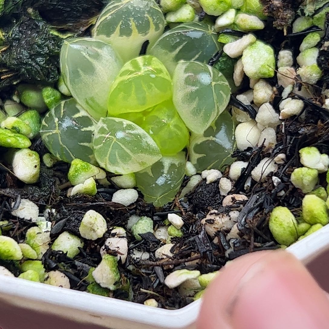 实生糊斑玉露锦十二卷多肉