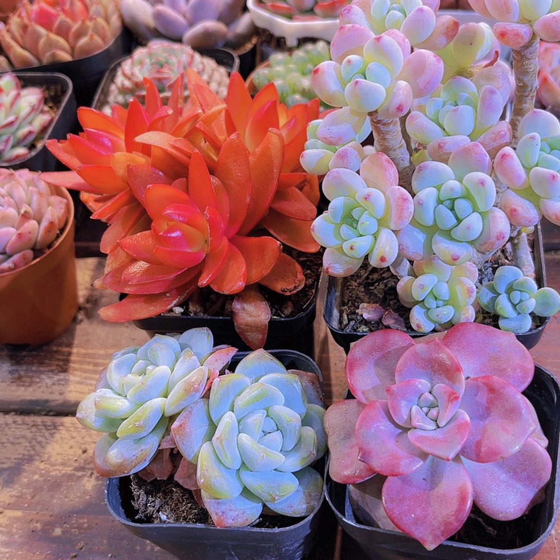 火祭群➕罗琦➕紫乐➕冰玉多头