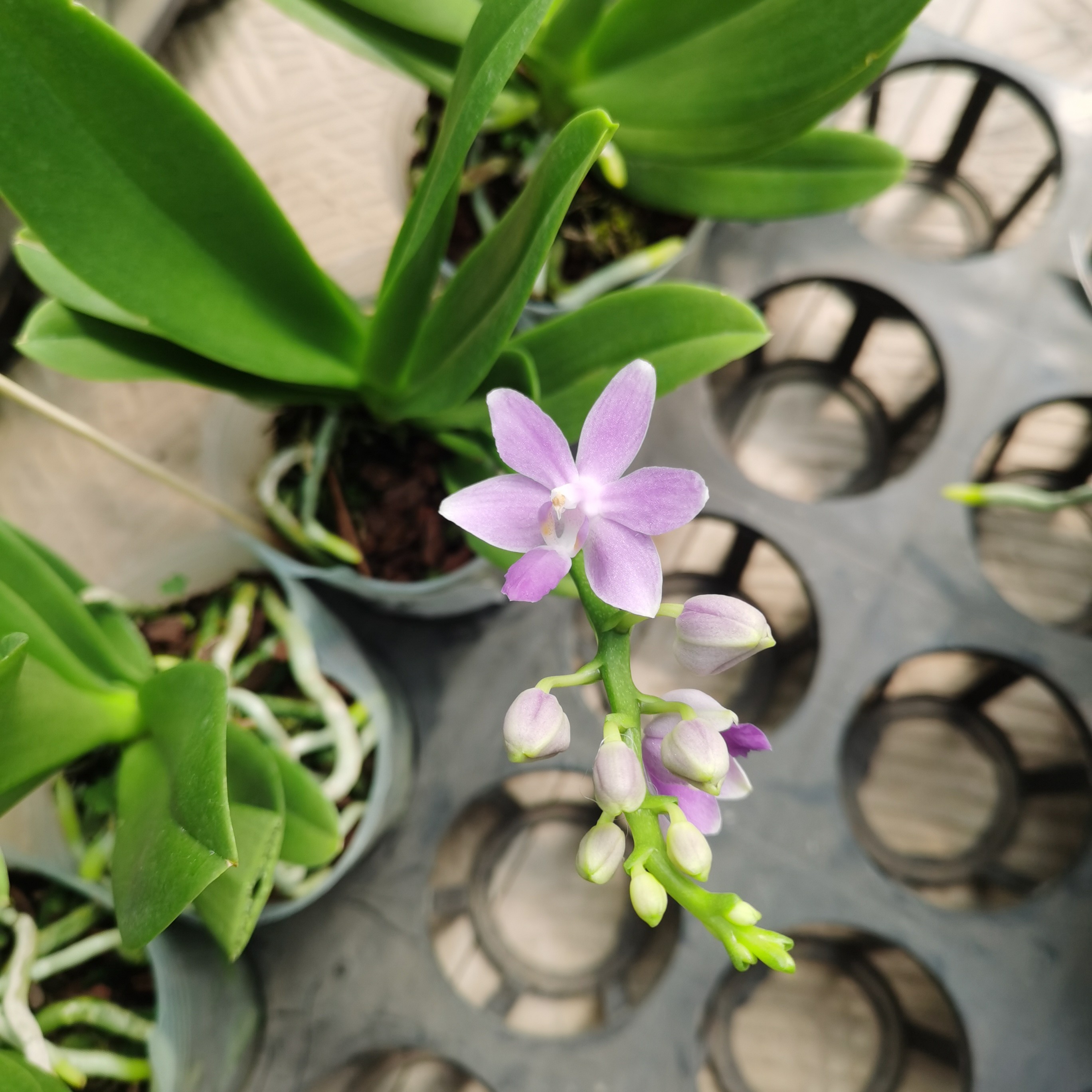 SKSR正价买即赠随机花后苗进口日本洋兰 店长优选室内盆栽 办公室