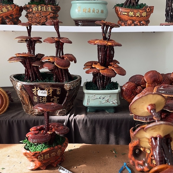 凯***旋无花朵灵芝盆景居家盆景