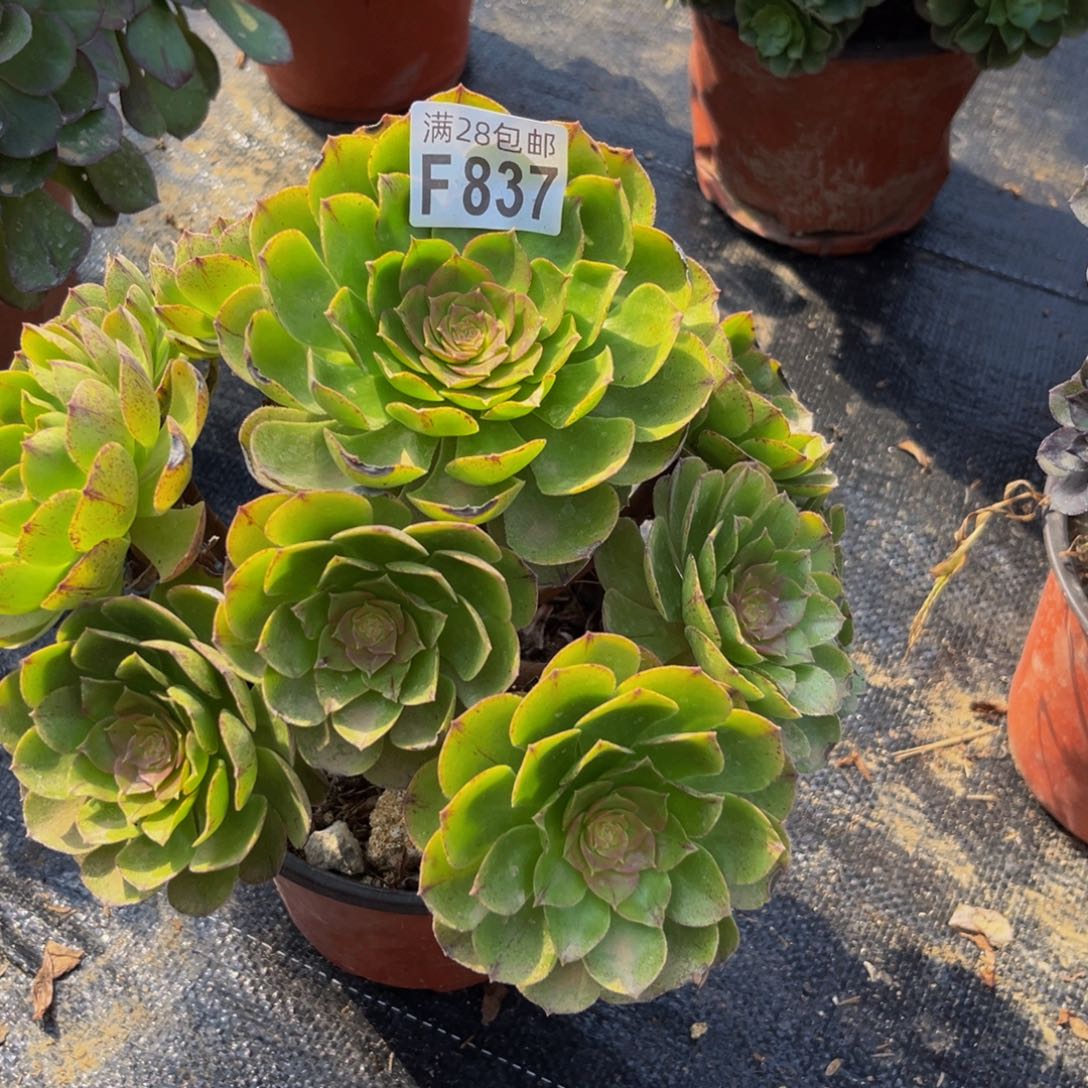 837多肉植物一物一拍