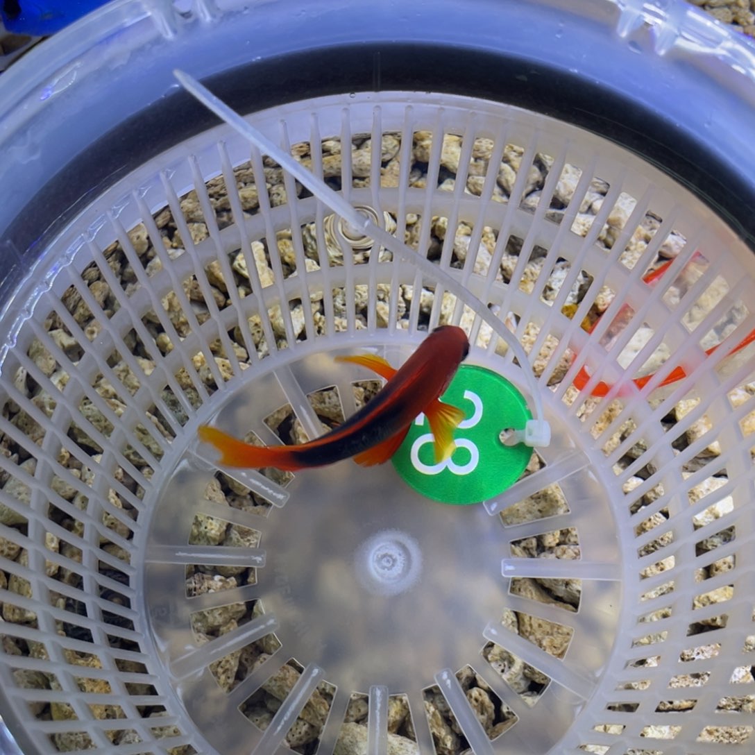 海水鱼红苹果一条顺丰包邮