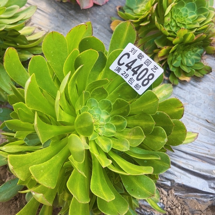 绿知否多肉植物法师4408