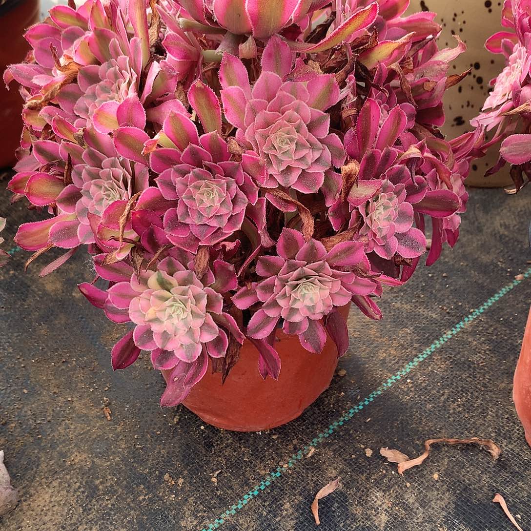 完全开放法师图片多肉植物