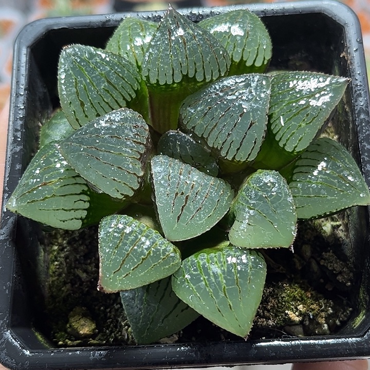 十二卷多肉香瓜岛