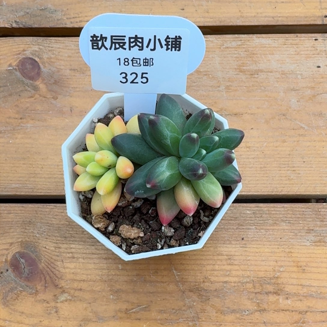 多肉植物千代田锦325