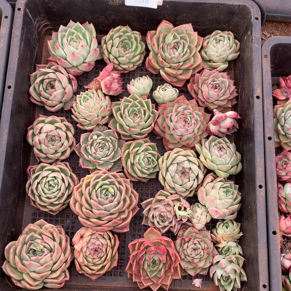 【闪购商品】云564号