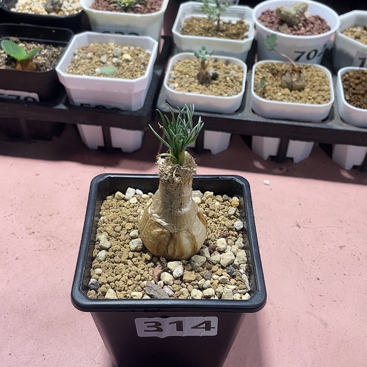 314产地GG弹簧草块根