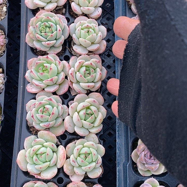 79 多肉植物盆栽花卉植物