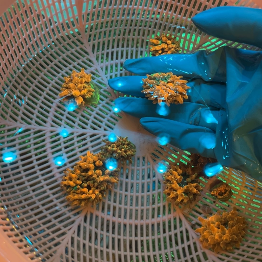 嘟***u奶嘴海葵红奶1111