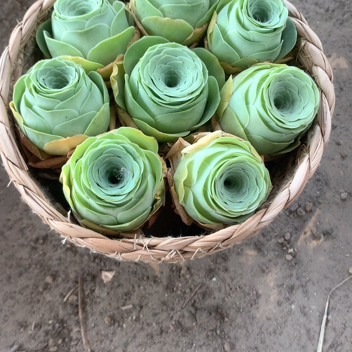 水蜜桃玫瑰8个带框