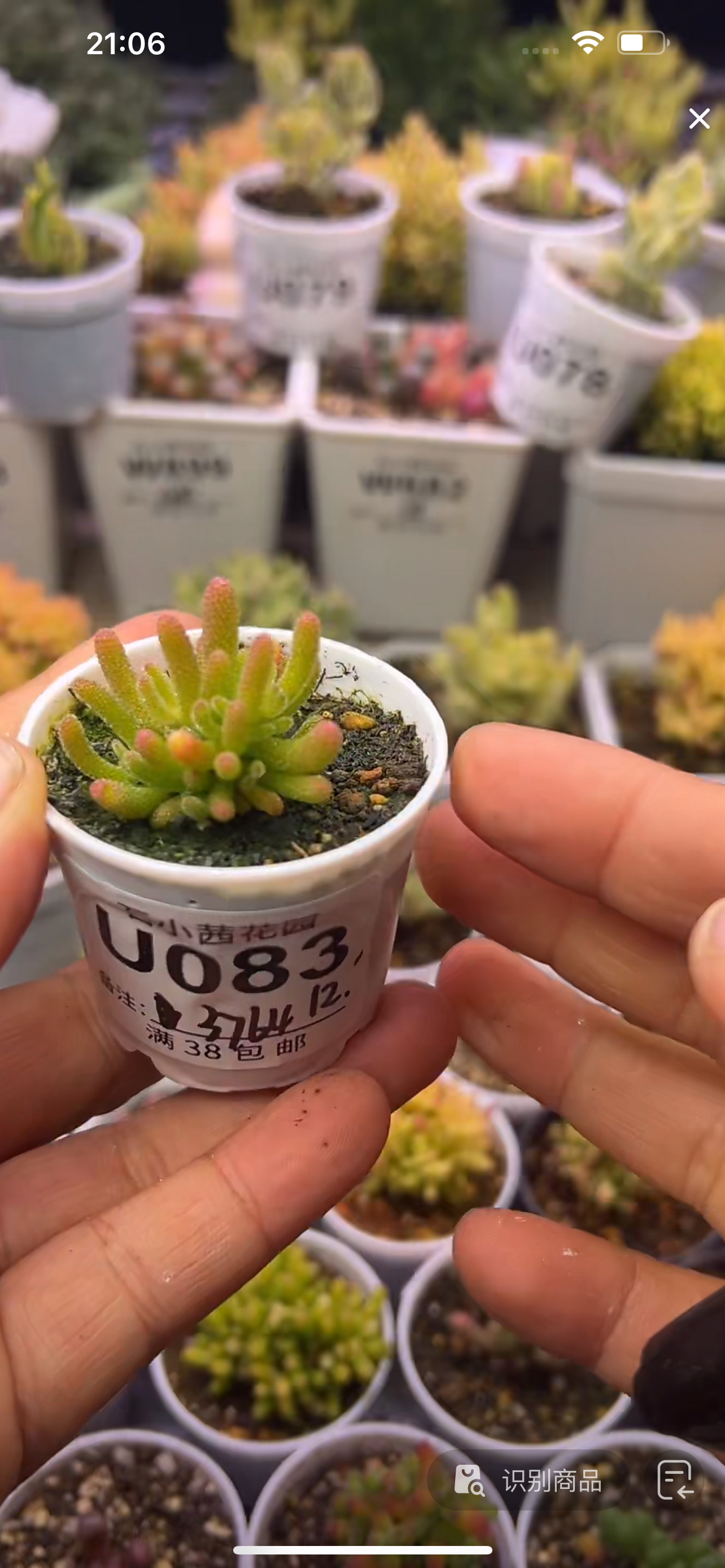 3764-米冰-多肉植物枝干番杏