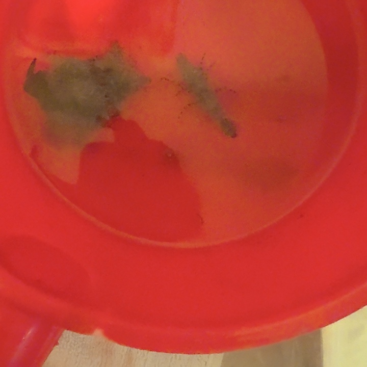 K***n纽扣珊瑚假绵阳虾➕薄荷虾各10➕西瓜刨2条